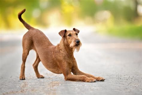 Arched Back In Dogs (Explained By Vet Tech)